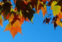 Ottobre Di quando ero più piccolo, un pre-adolescente e poi un adolescente, ricordo i lunghi pomeriggi passati assieme ai miei amici in giro per Andria a non sapere che fare. Era quello il momento del “cià s mouv è na fogghij”.