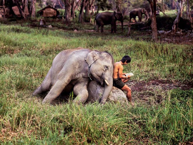 mccurry_elefante