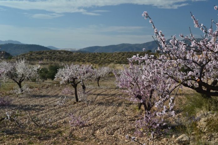 almond-blossom-3
