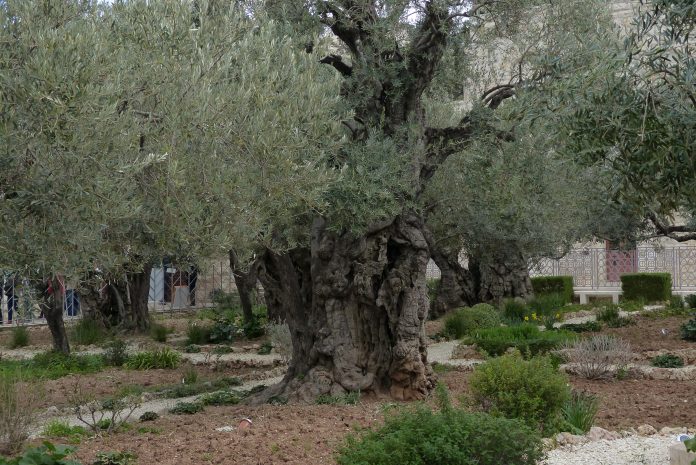 Im_Garten_Getsemani,_Jerusalem