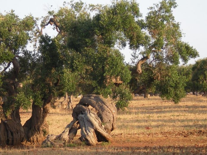 olive-tree-349337_960_720