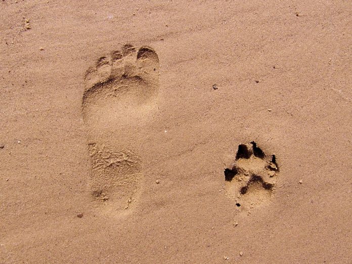 footprint-261337_960_720