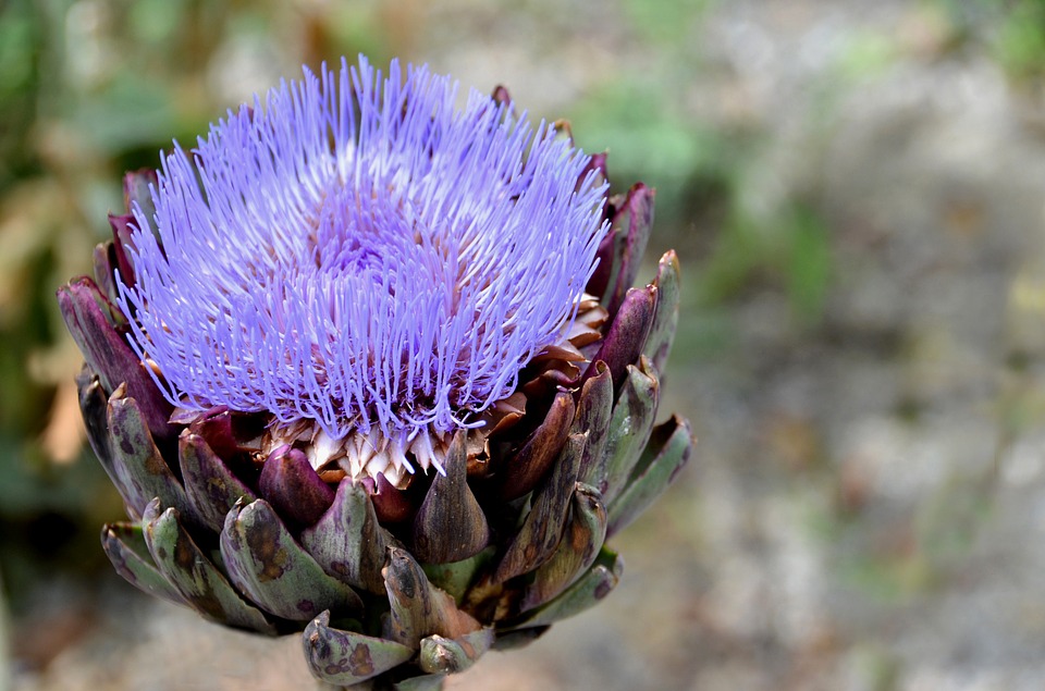 flower-643912_960_720