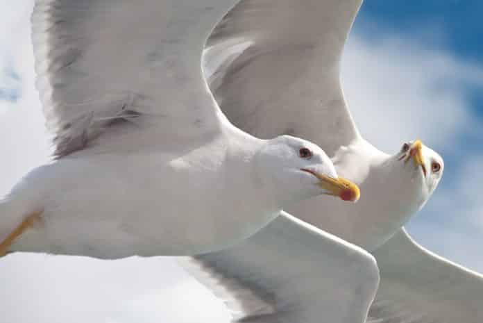 gulls-2382110_960_720