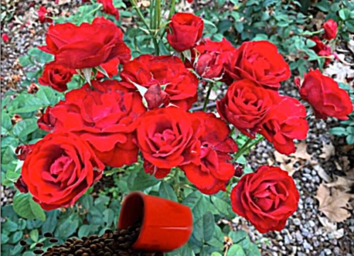 rosa rossa
