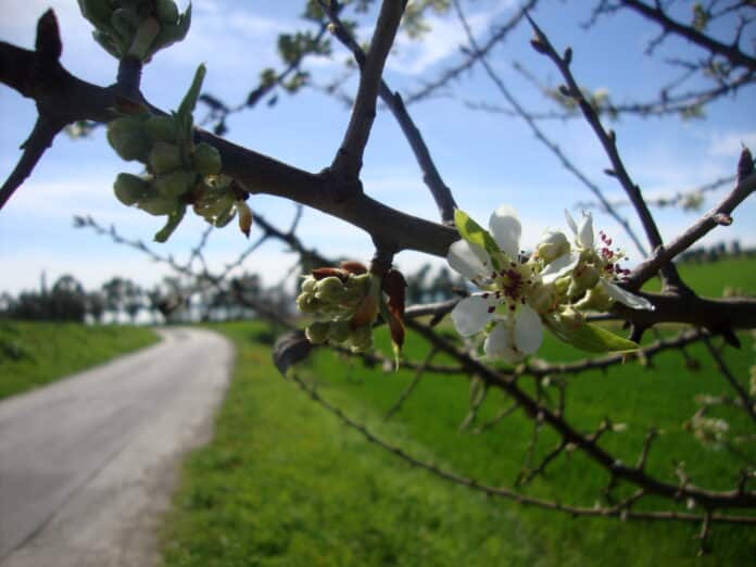 Primavera (10)