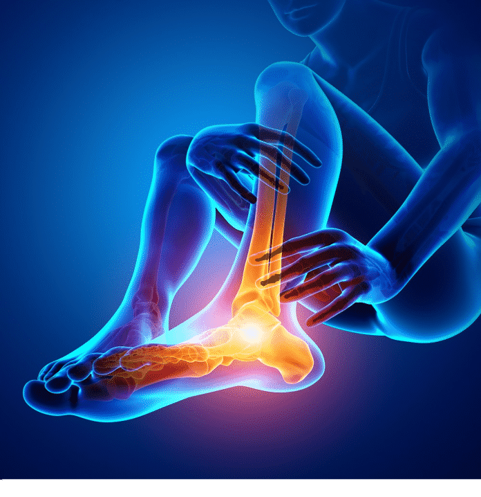 Tibia