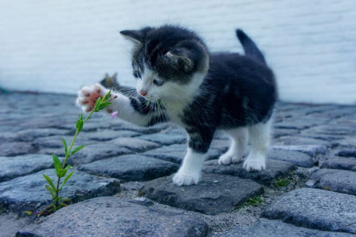 cat-gf5b3bda77_1920