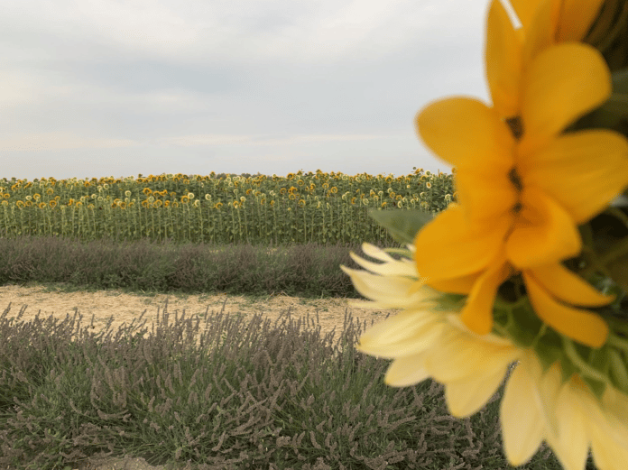 girasoli2
