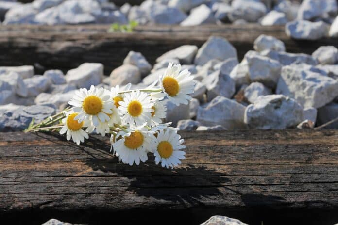 daisy-bouquet-on-railway-gb2ff529e4_1920