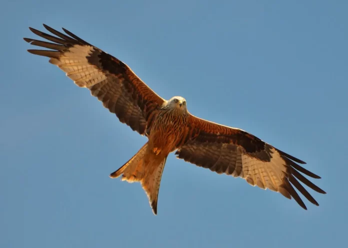 red-kite-milvus-milvus