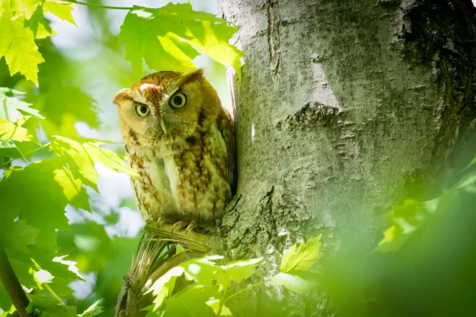 rufous-morph-eastern-screech-owl-megascops-asio