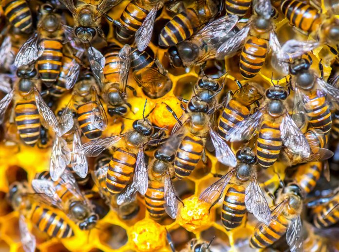 Close up view of the working bees on honey cells