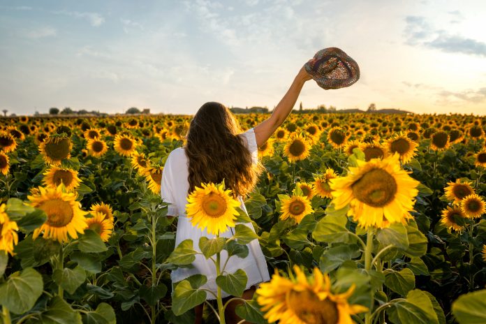 Woman among sunflowers wearing white dress on her back and lifting hat at sunset