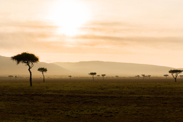 acacia trees in savannah at africa