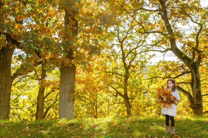 Adorable little girl outdoors on a bright fall day, holding a large oak leaf bouquet with a background of orange and yellow trees