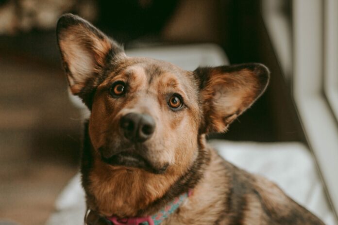 rescue-dog-looking-at-camera-2024-11-29-23-21-14-utc