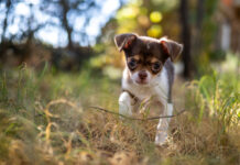 Svezzamento degli animali: cosa è bene sapere per una crescita ottimale