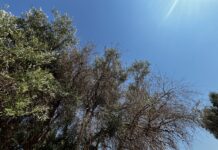 Xylella mortale