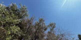 Xylella mortale