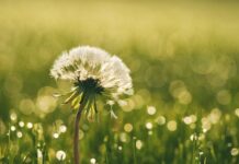 Una speranza che non vuol perire