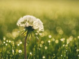 Una speranza che non vuol perire